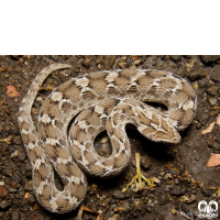 گونه مار جعفری Saw- scaled Viper